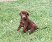 AKC Heath, a male Labrador Retriever for sale in Syracuse, IN – 1 of 9