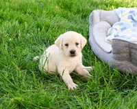 AKC Phineas, a male Labrador Retriever for sale in Syracuse, IN – 5 of 7