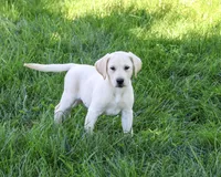 AKC Rosco, a male Labrador Retriever for sale in Syracuse, IN – 2 of 5