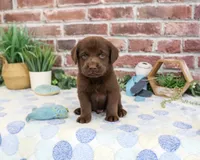 AKC Heath, a male Labrador Retriever for sale in Syracuse, IN – 1 of 4