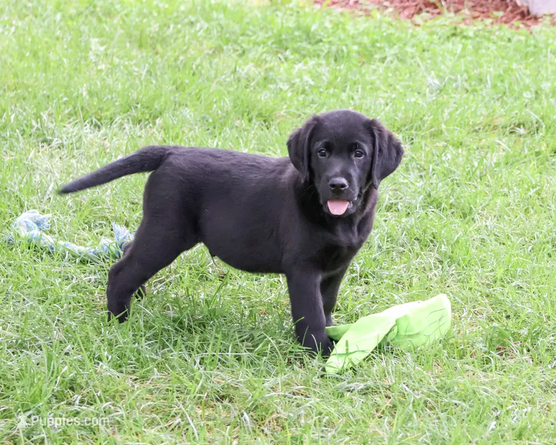 AKC Mario – Labrador Retriever puppy for sale in Syracuse, IN