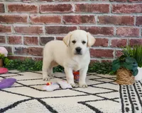 AKC Wanda, a female Labrador Retriever for sale in Syracuse, IN – 3 of 8