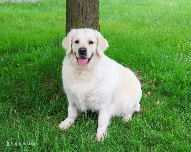 Shadow – English Cream Golden Retriever puppy for sale in Syracuse, IN