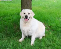 Shadow, a female English Cream Golden Retriever for sale in Syracuse, IN – 1 of 1