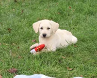 AKC Roger, a male Labrador Retriever for sale in Syracuse, IN – 4 of 5