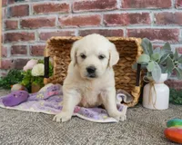 AKC Tallulah, a female English Cream Golden Retriever for sale in Syracuse, IN – 4 of 5