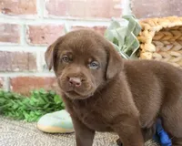 AKC Scott, a male Labrador Retriever for sale in Syracuse, IN – 3 of 5
