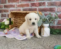 AKC Tilly, a female English Cream Golden Retriever for sale in Syracuse, IN – 2 of 4