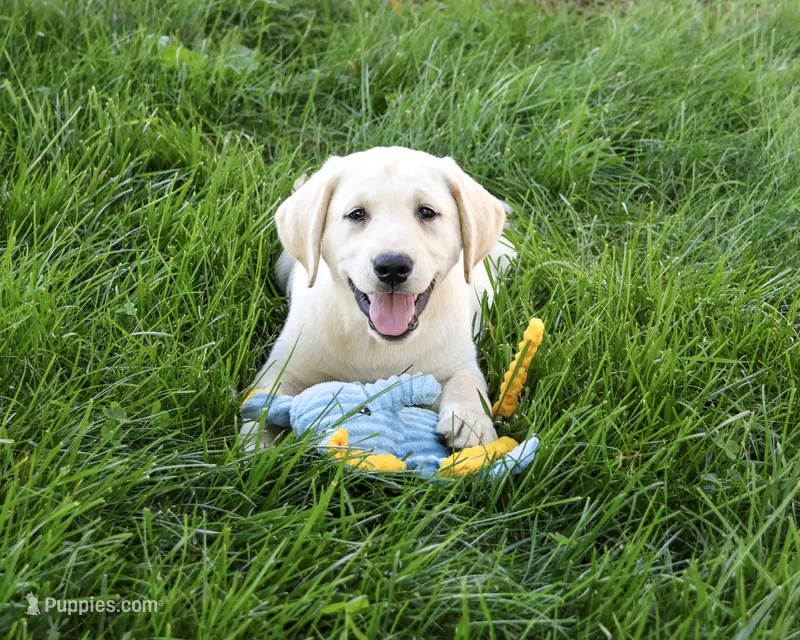 AKC Rodney – Labrador Retriever puppy for sale in Syracuse, IN