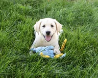 AKC Rodney, a male Labrador Retriever for sale in Syracuse, IN – 1 of 5