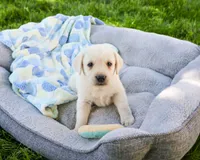 AKC Philbert , a male Labrador Retriever for sale in Syracuse, IN – 2 of 6