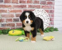 AKC Freedom, a male Bernese Mountain Dog for sale in Syracuse, IN – 2 of 6