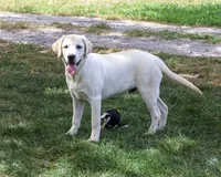AKC Phineas, a male Labrador Retriever for sale in Syracuse, IN – 2 of 10