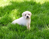 AKC Silvermist , a female Labrador Retriever for sale in Syracuse, IN – 3 of 8