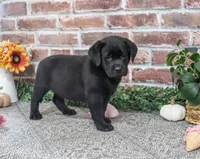 AKC Jade, a female Labrador Retriever for sale in Syracuse, IN – 5 of 5