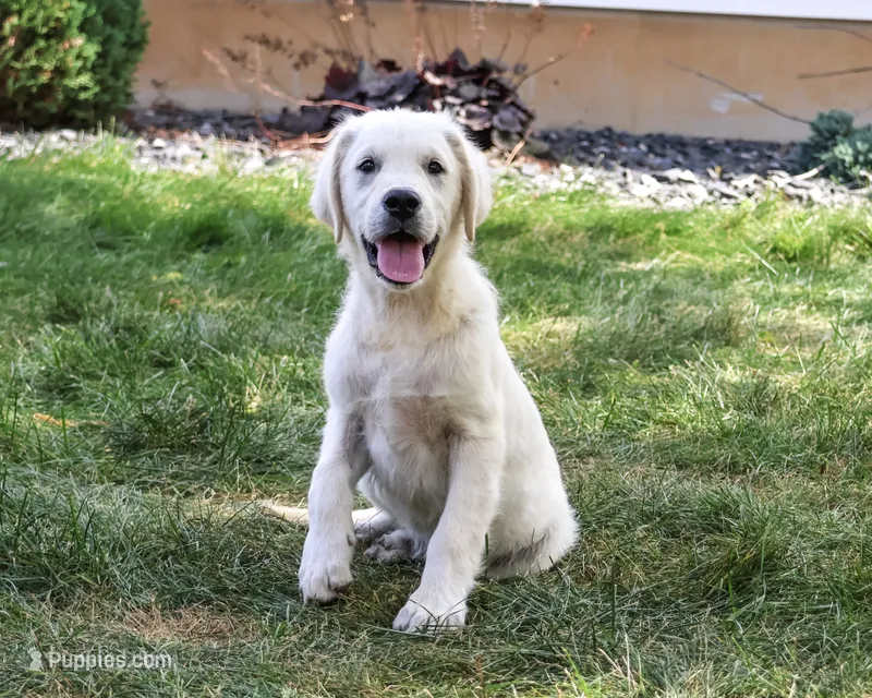 AKC Turbo – English Cream Golden Retriever puppy for sale in Syracuse, IN