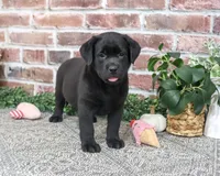 AKC Jade, a female Labrador Retriever for sale in Syracuse, IN – 4 of 5
