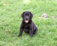 AKC Brooke, a female Labrador Retriever for sale in Syracuse, IN – 3 of 10