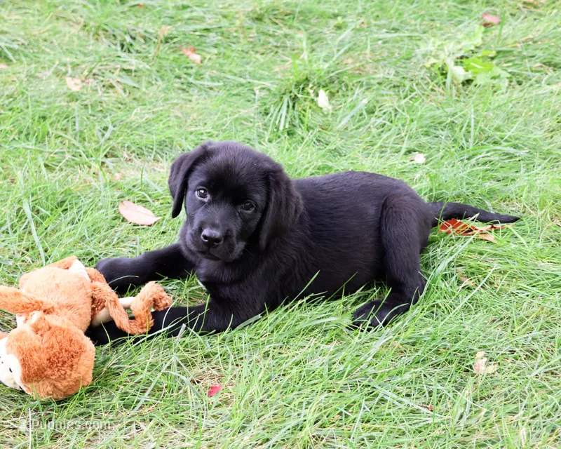 AKC Evangaline – Labrador Retriever puppy for sale in Syracuse, IN
