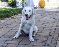 AKC Tallulah, a female English Cream Golden Retriever for sale in Syracuse, IN – 4 of 10