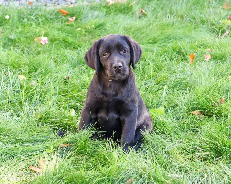 AKC Evangaline – Labrador Retriever puppy for sale in Syracuse, IN