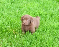 AKC Myra , a female Labrador Retriever for sale in Syracuse, IN – 6 of 8