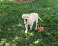 AKC Phineas, a male Labrador Retriever for sale in Syracuse, IN – 4 of 9