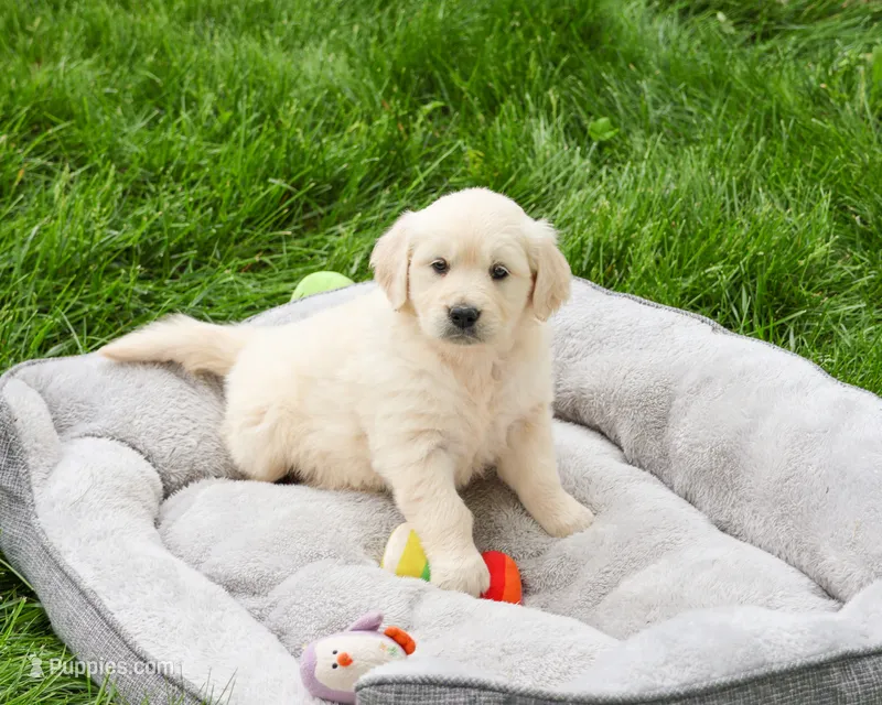 AKC Cecily – English Cream Golden Retriever puppy for sale in Syracuse, IN