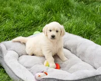 AKC Cecily, a female English Cream Golden Retriever for sale in Syracuse, IN – 1 of 8