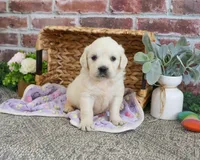 AKC Tori, a female English Cream Golden Retriever for sale in Syracuse, IN – 7 of 8