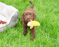 AKC Joel , a male Labrador Retriever for sale in Syracuse, IN – 3 of 8