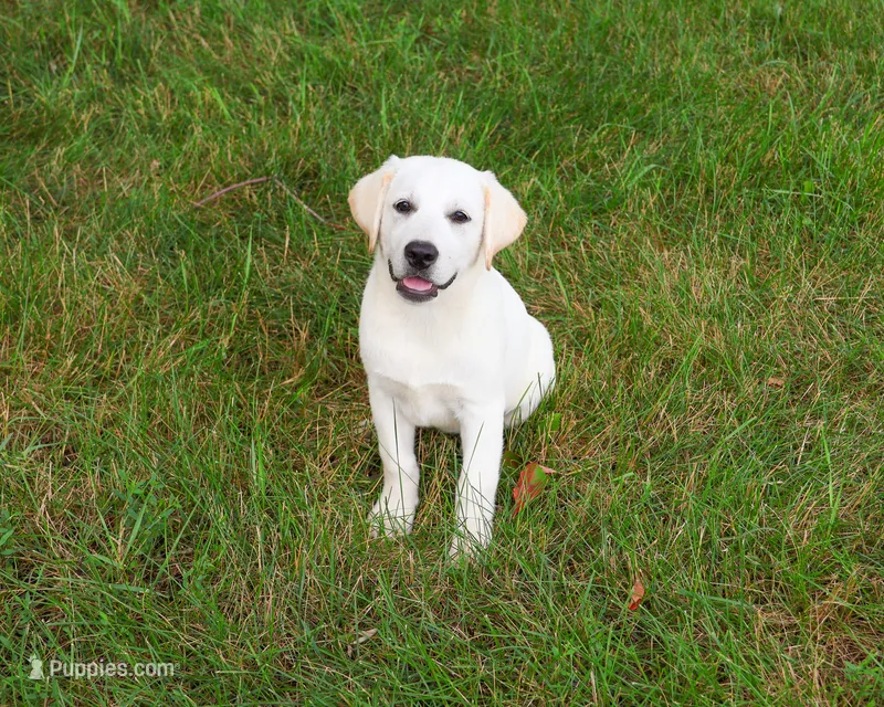 AKC Wanda – Labrador Retriever puppy for sale in Syracuse, IN