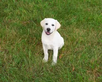 AKC Wanda, a female Labrador Retriever for sale in Syracuse, IN – 5 of 10