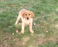 AKC Cristina, a female Labrador Retriever for sale in Syracuse, IN – 4 of 6