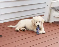 AKC Cecily, a female English Cream Golden Retriever for sale in Syracuse, IN – 2 of 10