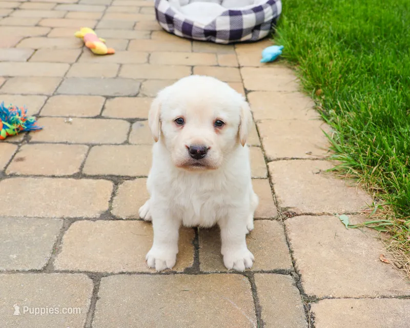 AKC Bucky – Labrador Retriever puppy for sale in Syracuse, IN
