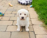 AKC Bucky, a male Labrador Retriever for sale in Syracuse, IN – 1 of 7