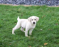 AKC Roger, a male Labrador Retriever for sale in Syracuse, IN – 5 of 5