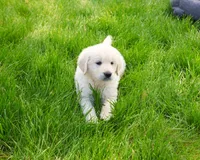 AKC Zachary , a male English Cream Golden Retriever for sale in Syracuse, IN – 3 of 7