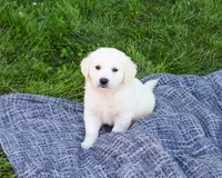AKC Birch, a male English Cream Golden Retriever for sale in Syracuse, IN – 2 of 7