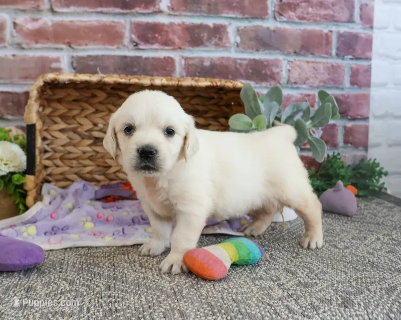 AKC Twinkle – English Cream Golden Retriever puppy for sale in Syracuse, IN