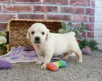 AKC Twinkle, a female English Cream Golden Retriever for sale in Syracuse, IN – 1 of 4