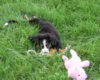 AKC Liberty, a female Bernese Mountain Dog for sale in Syracuse, IN – 6 of 10