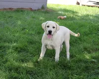 AKC Percival , a male Labrador Retriever for sale in Syracuse, IN – 4 of 10