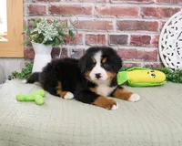 AKC Honor, a male Bernese Mountain Dog for sale in Syracuse, IN – 3 of 6