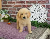 AKD Gabriella, a female Golden Retriever for sale in Syracuse, IN – 6 of 6