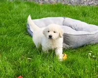 AKC Zachary , a male English Cream Golden Retriever for sale in Syracuse, IN – 2 of 7