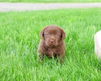 AKC Myra , a female Labrador Retriever for sale in Syracuse, IN – 2 of 8