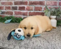 AKC Georgie , a male Golden Retriever for sale in Syracuse, IN – 3 of 9
