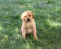 AKC Cooper, a male Labrador Retriever for sale in Syracuse, IN – 5 of 9